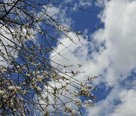 branches of a tree against blue sky