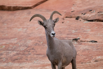 Female mountain goat