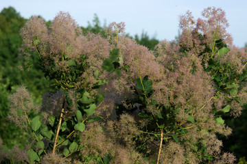 Skumpiya tanning (Cotinus coggygria flower, the European smoketree, Eurasian smoketree, smoke tree, smoke bush, Venice sumach).  A branch with pink veins.