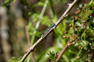 dragonfly on blade of grass