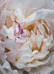 Fototapeta premium close-up of pink white peony