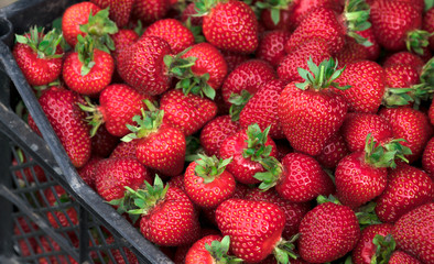 Background of ripe strawberries. Close up.