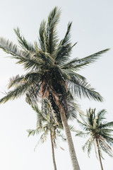 Zomer tropische exotische kokospalm tegen blauwe hemel. Neutrale frisse achtergrond. Zomer en reisconcept op Phuket, Thailand.