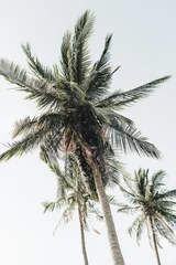 Selbstklebende Fototapete Weiß Sommer tropische exotische Kokospalme gegen blauen Himmel. Neutraler frischer Hintergrund. Sommer- und Reisekonzept auf Phuket, Thailand.