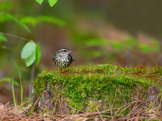 Northern Waterthrush Perched on Stump Covered in Moss in Spring