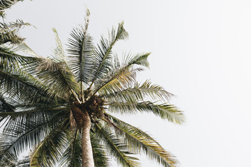 Fototapeta na wymiar Coconut green palm trees against white sky. Minimal isolated wallpaper.Travel or exotic concept. Summer background.