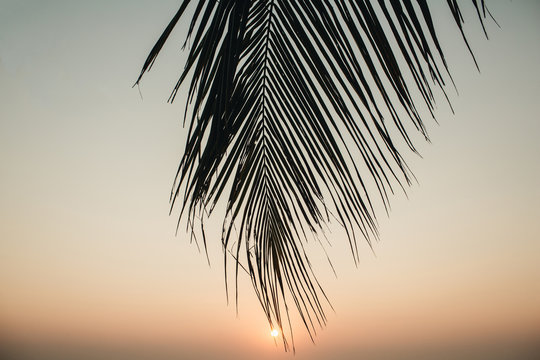 Beautiful tropical coconut palm branch with colorful sunset. Minimalistic background with vintage tone filter. Summer, travel and adventure concept.