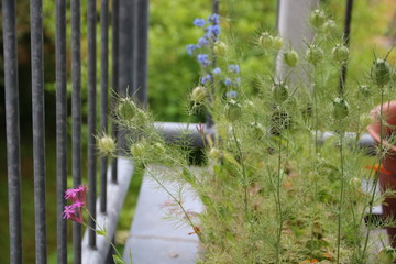 Samenkapseln der Jungfer im Grünen in Blumenkasten auf dem Balkon