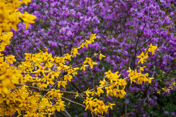 Botanical garden in spring season with bloming trees of cherry sakura, rhododendron bushes,...
