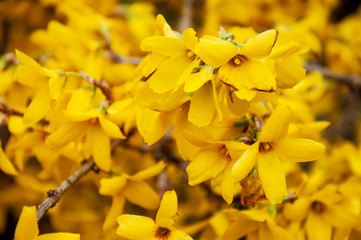 Botanical garden in spring season with bloming trees of cherry sakura, rhododendron bushes,...