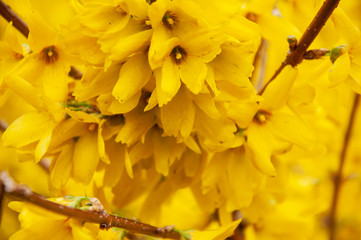 Botanical garden in spring season with bloming trees of cherry sakura, rhododendron bushes,...