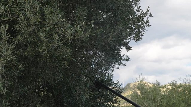 Harvest, Olives, nature. Using electric comb to pick olives on tree