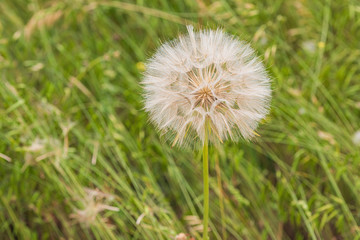 Macro flower- dandelion, taraxacum, blowball