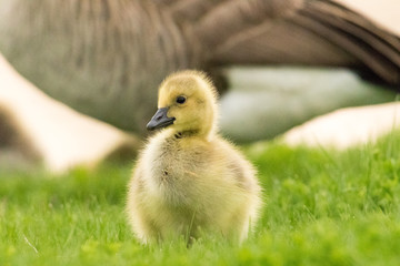 Baby goose
