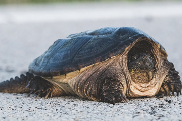 Aligator snapping turtle
