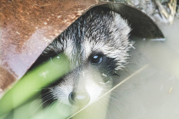 Baby raccoon