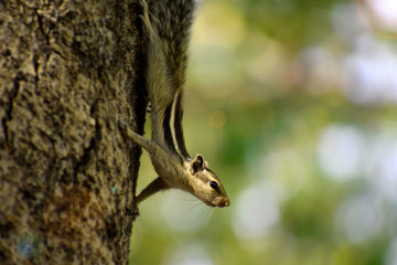 Fototapeta premium squirrel on tree 
