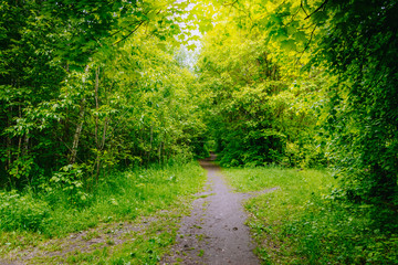 Path in the summer forest with green grass and trees