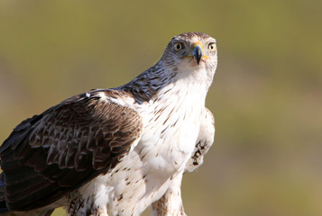 Bonelli´s Eagle, Aquila fasciata, raptor