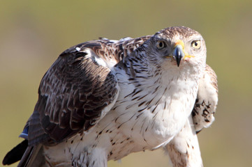 Bonelli´s Eagle, Aquila fasciata, raptor