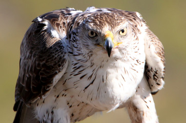 Bonelli´s Eagle, Aquila fasciata, raptor