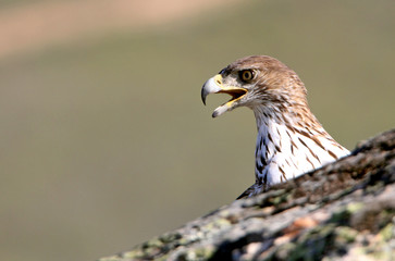 Bonelli´s Eagle, Aquila fasciata, raptor