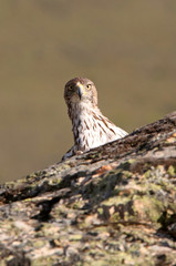Bonelli´s Eagle, Aquila fasciata, raptor