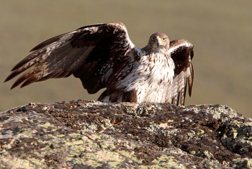 Bonelli´s Eagle, Aquila fasciata, raptor
