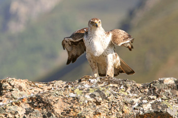 Bonelli´s Eagle, Aquila fasciata, raptor