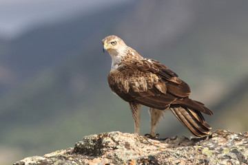 Bonelli´s Eagle, Aquila fasciata, raptor