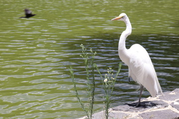 cisne en lago