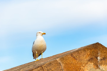 White bird seagull in Barcelona, Catalonia.