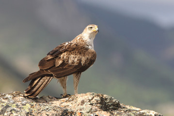 Bonelli´s Eagle, Aquila fasciata, raptor