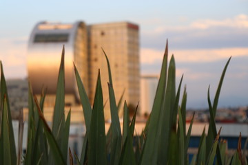 Plantas con edificio de fondo