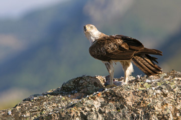Bonelli´s Eagle, Aquila fasciata, raptor