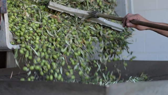 Automated machinery overturning just picked olives.Making olive oil