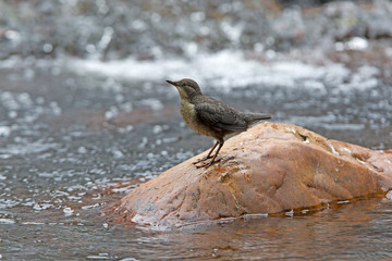 Cinclus cinclus, dipper, bird