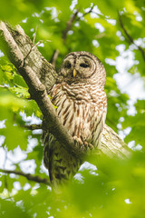 Owl in a tree