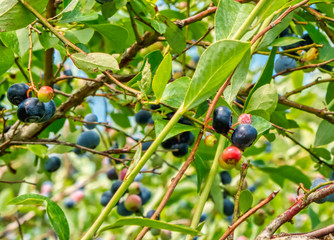 Ripe blueberries on the bush ready to pick.