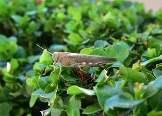 Grasshopper enjoying the sunshine on the leaves