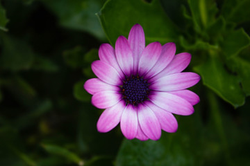 Flor Roza