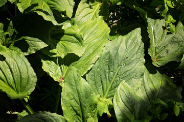 Fototapeta premium Large Leaves in High Contrast Large bright green leaves growing in the forest.