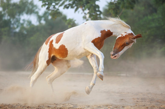 running marwari horse