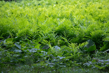 Obraz na płótnie Canvas Ferns in the Bog A green umbra made up of fresh summer ferns emerging from the water.