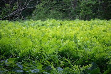 Ferns in the Bog A green umbra made up of fresh summer ferns emerging from the water.