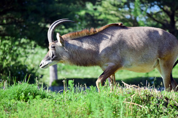 Roan Antelope Hippotragus Equinus in Nature Looking