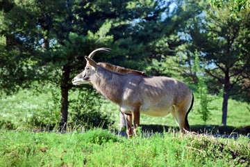 Roan Antelope Hippotragus Equinus in Nature Looking