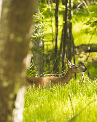 Deer in the woods