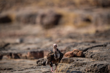 red headed vulture or sarcogyps calvus or pondicherry  vulture close up with expression sitting on rocks at Ranthambore Tiger Reserve National Park , Rajasthan, india