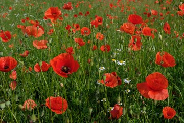 The meadow with blooming poppies